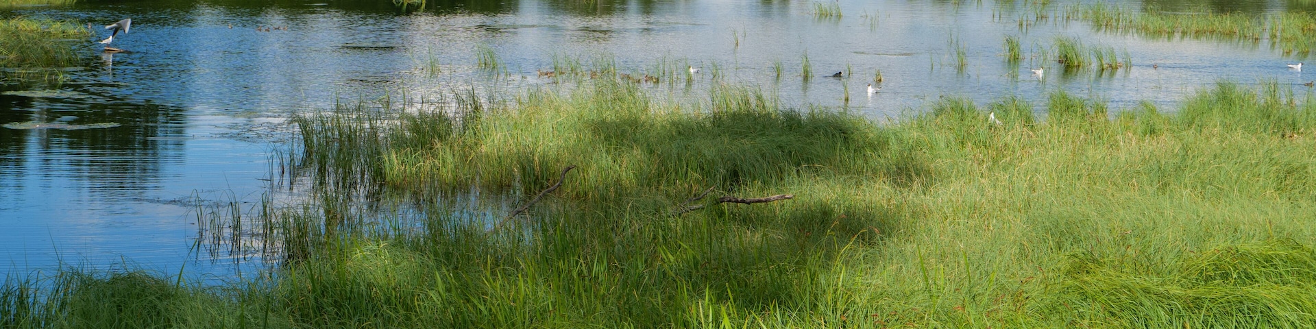 A calm pond surrounded by lush greenery and trees.