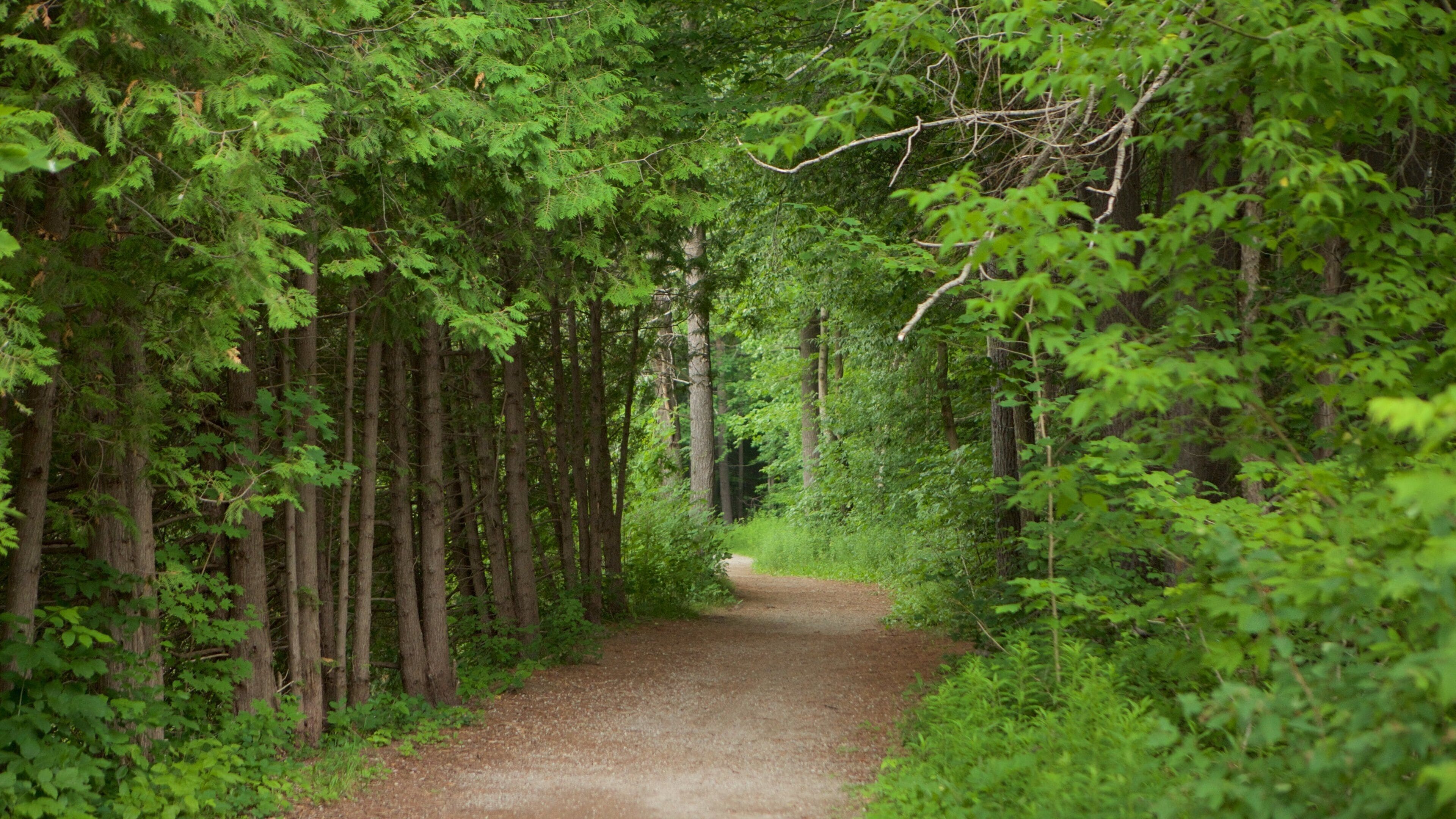 Vaughan which includes a garden