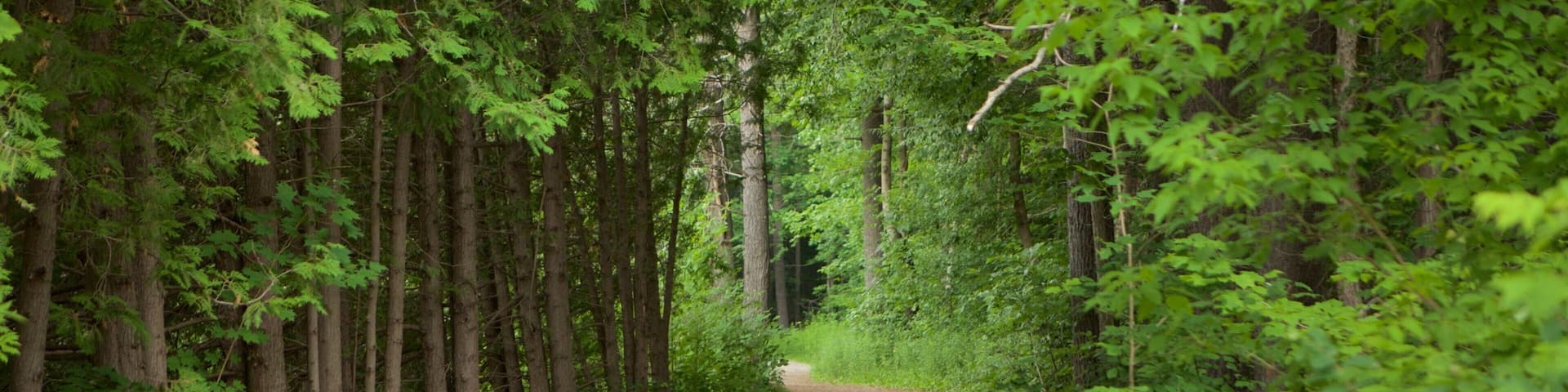 Vaughan which includes a garden