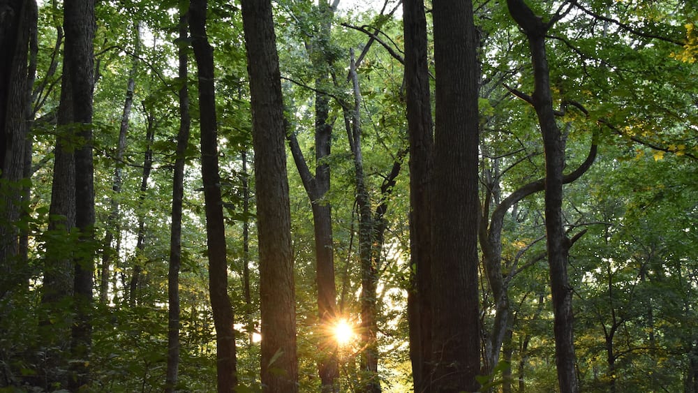Sunset in the Woods at Tioga Falls Trail Hiking near Radcliff Kentucky