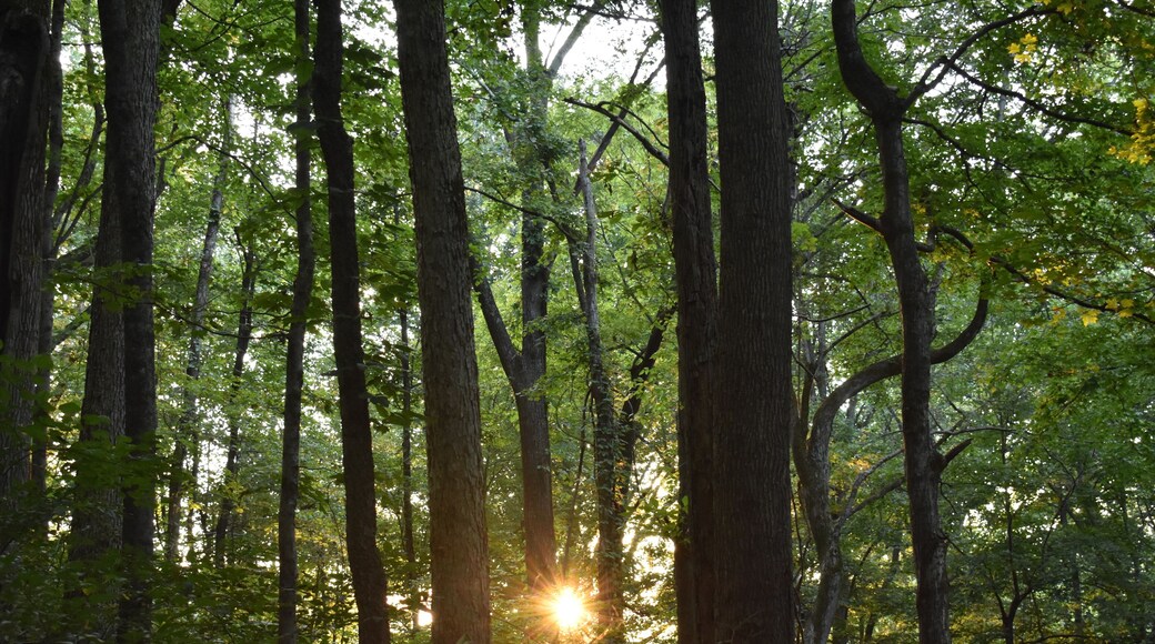 Sunset in the Woods at Tioga Falls Trail Hiking near Radcliff Kentucky