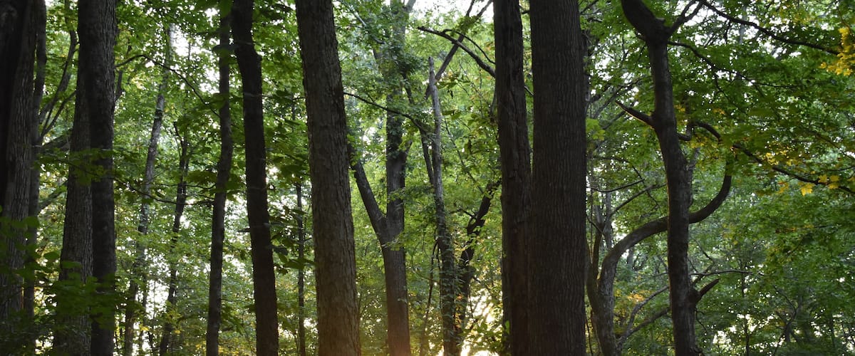 Sunset in the Woods at Tioga Falls Trail Hiking near Radcliff Kentucky
