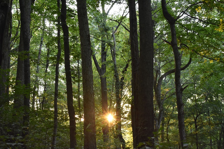 Sunset in the Woods at Tioga Falls Trail Hiking near Radcliff Kentucky