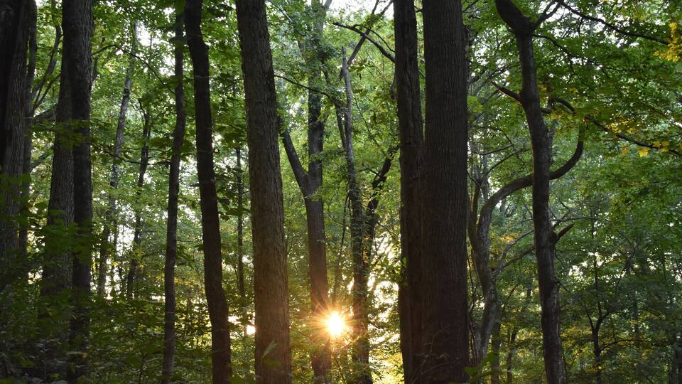 A dense forest with tall trees and sunlight filtering through the canopy.