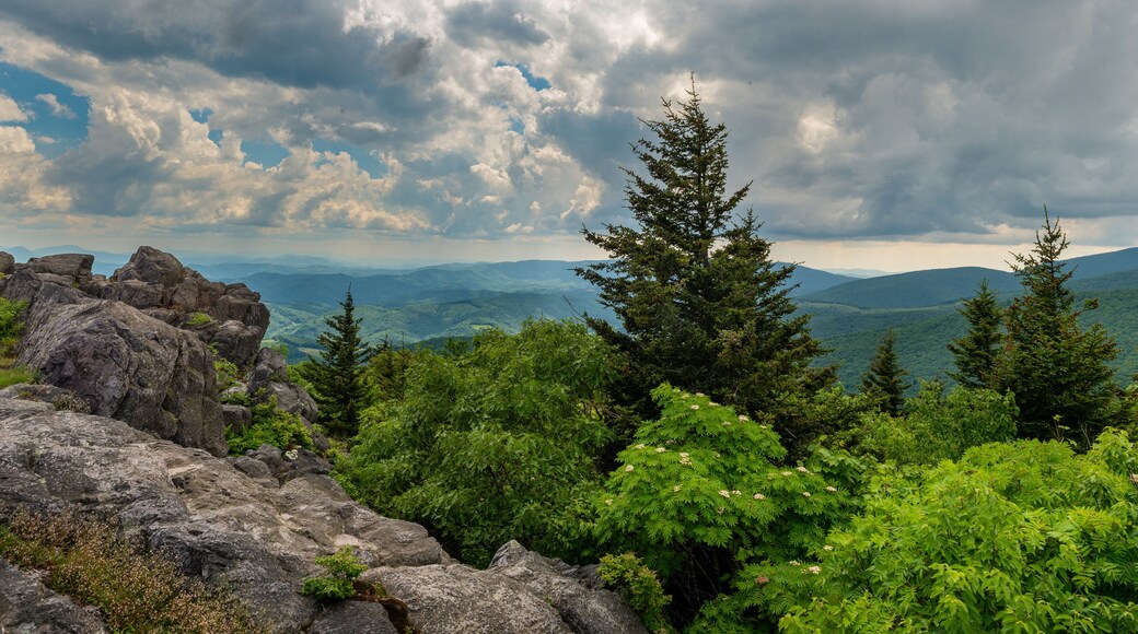View from Little Pinnacle in Grayson Highlands State Park in southwestern Virginia in mid-June. Flowering tree is American mountain ash (Sorbus americana); tall trees are Fraser fir (Abies fraseri).