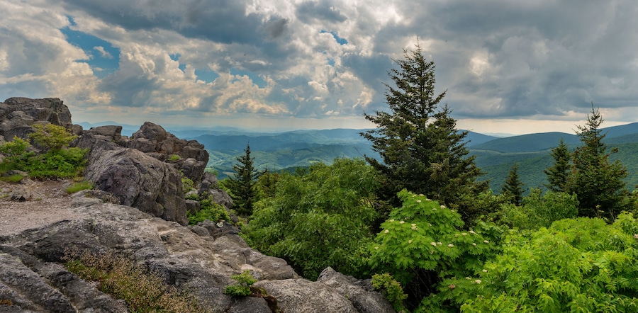 View from Little Pinnacle in Grayson Highlands State Park in southwestern Virginia in mid-June. Flowering tree is American mountain ash (Sorbus americana); tall trees are Fraser fir (Abies fraseri).