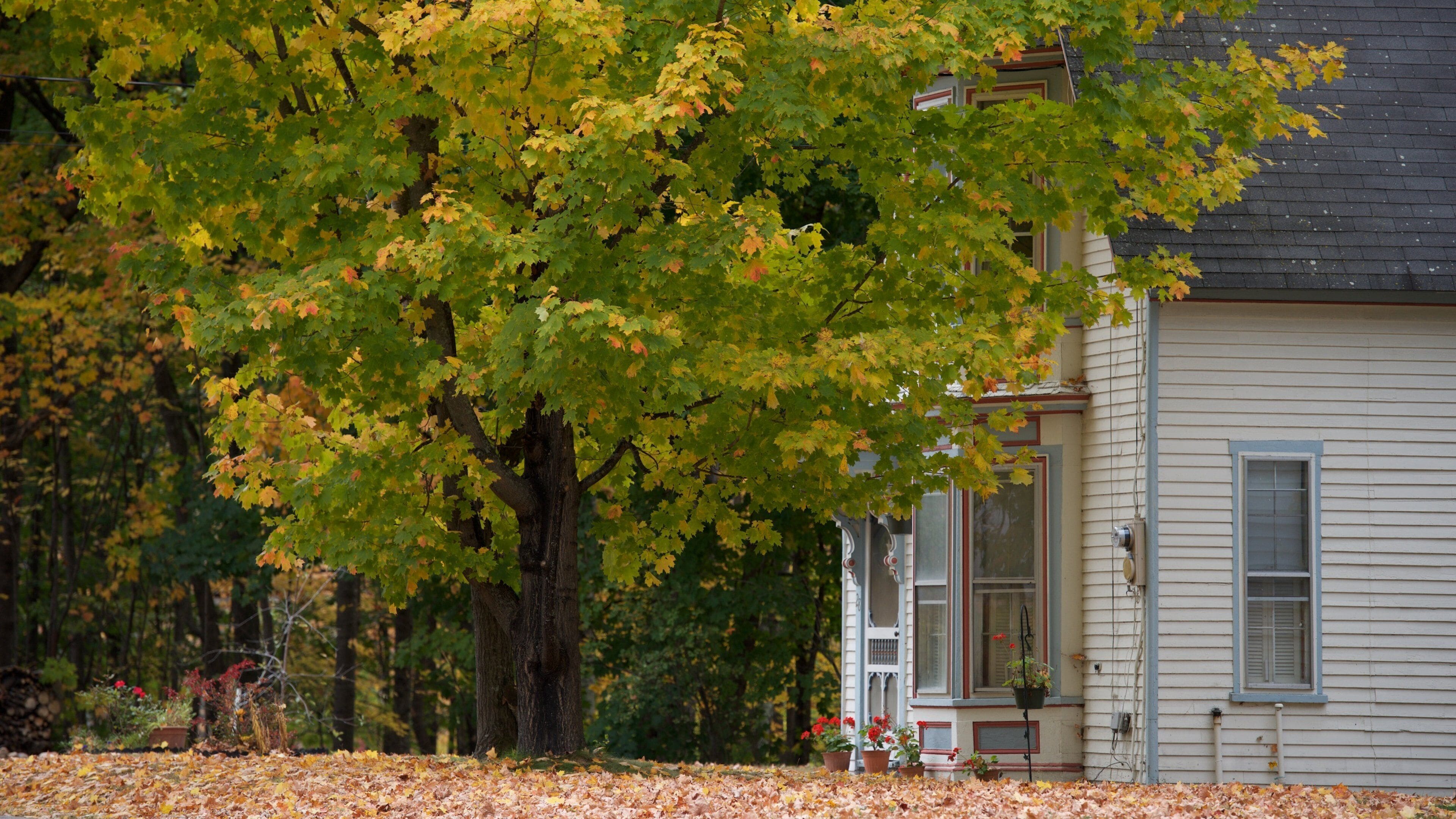 North Conway featuring a house and fall colors