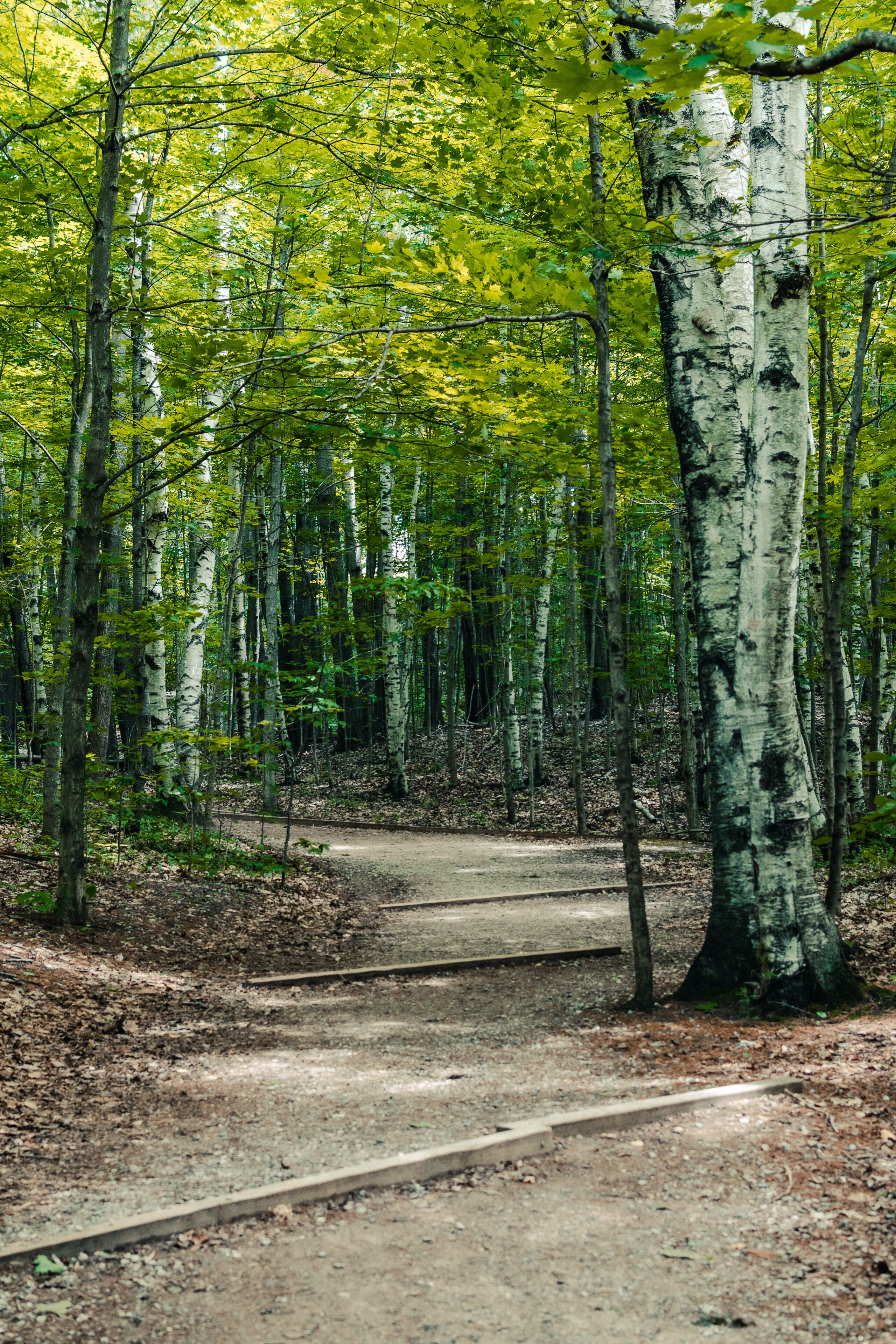 Uma floresta com bétulas e uma trilha de terra.