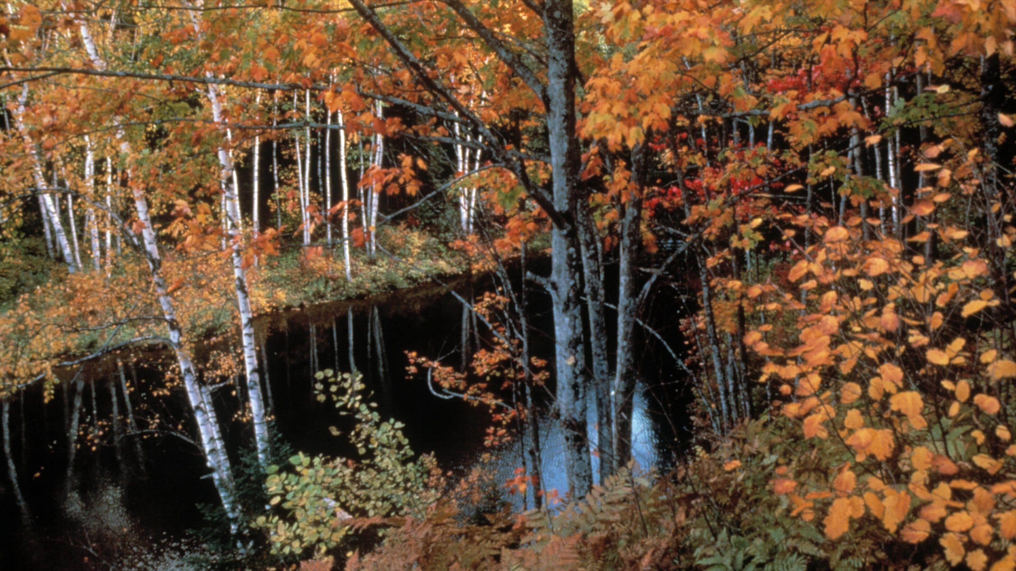 Mackinaw City featuring landscape views, a lake or waterhole and forest scenes