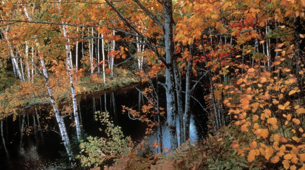 Mackinaw City featuring landscape views, a lake or waterhole and forest scenes
