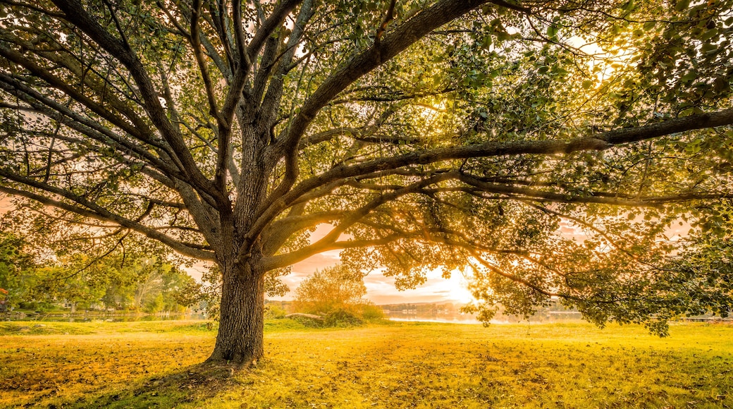 Autumn sunset in Parsippany, New Jersey, on the shore of Parsippany lake. Sun Rays burst through a large tree canopy.