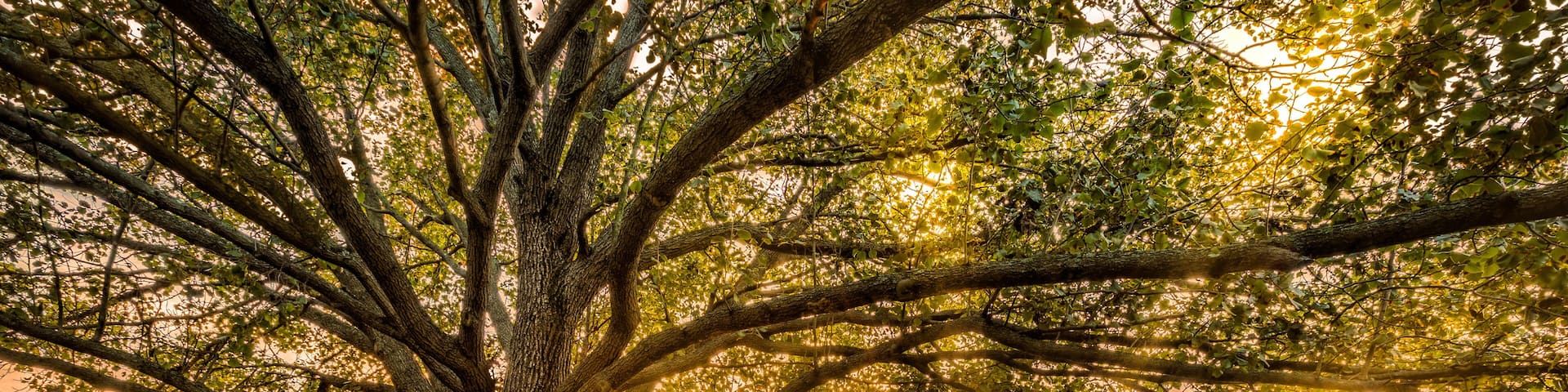 Autumn sunset in Parsippany, New Jersey, on the shore of Parsippany lake. Sun Rays burst through a large tree canopy.