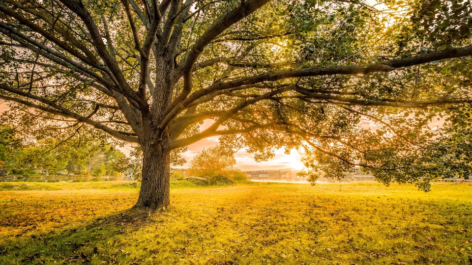 A large tree with a wide canopy in a grassy field.