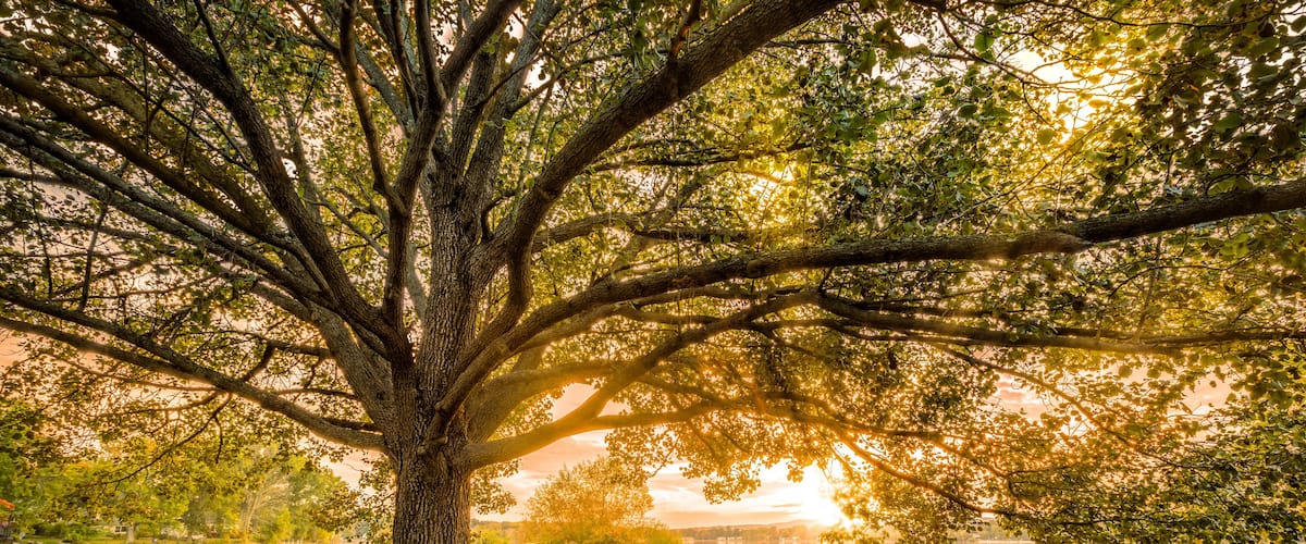 A large tree with a wide canopy in a grassy field.