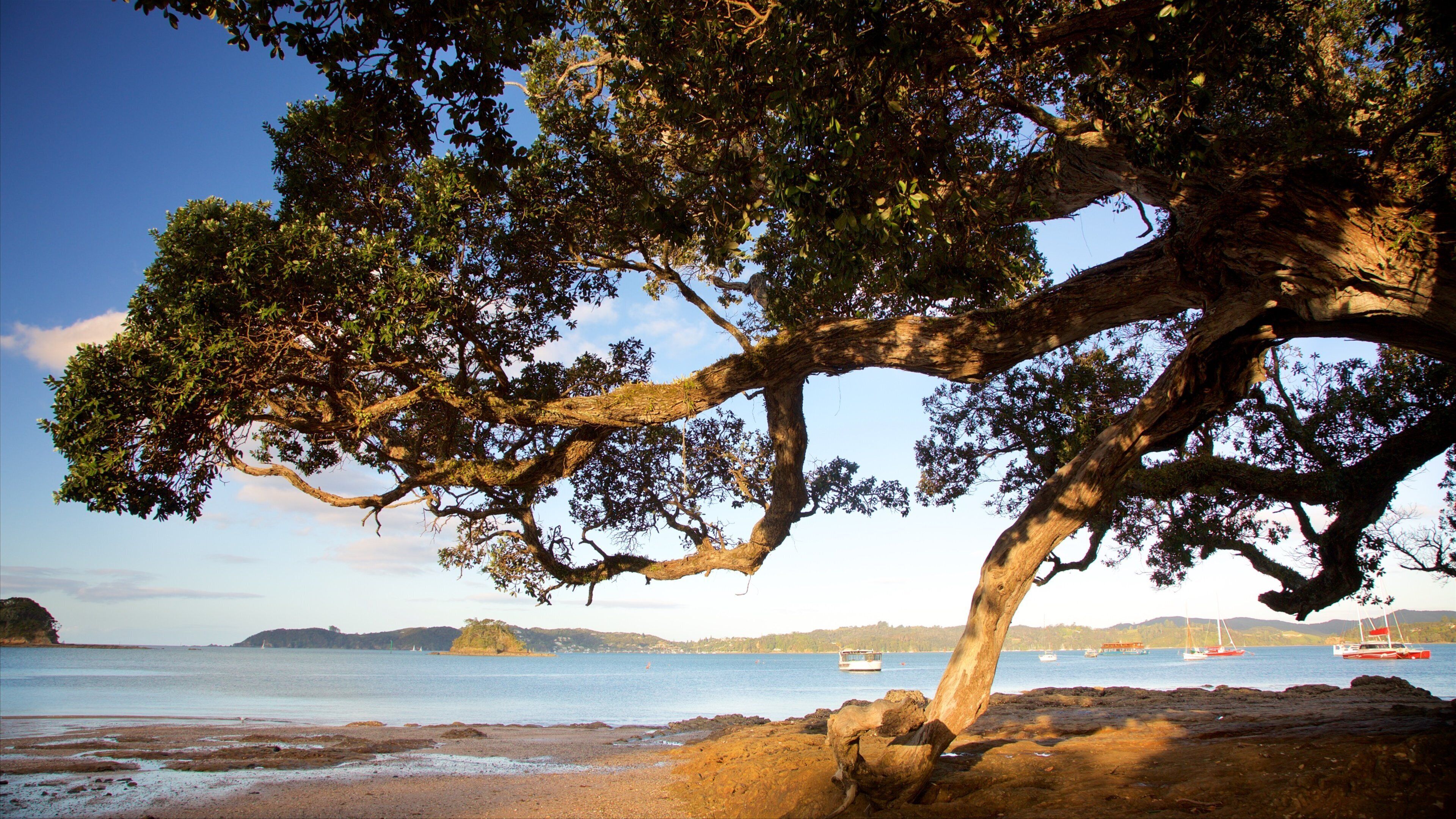 A large tree with sprawling branches over a rocky shoreline.