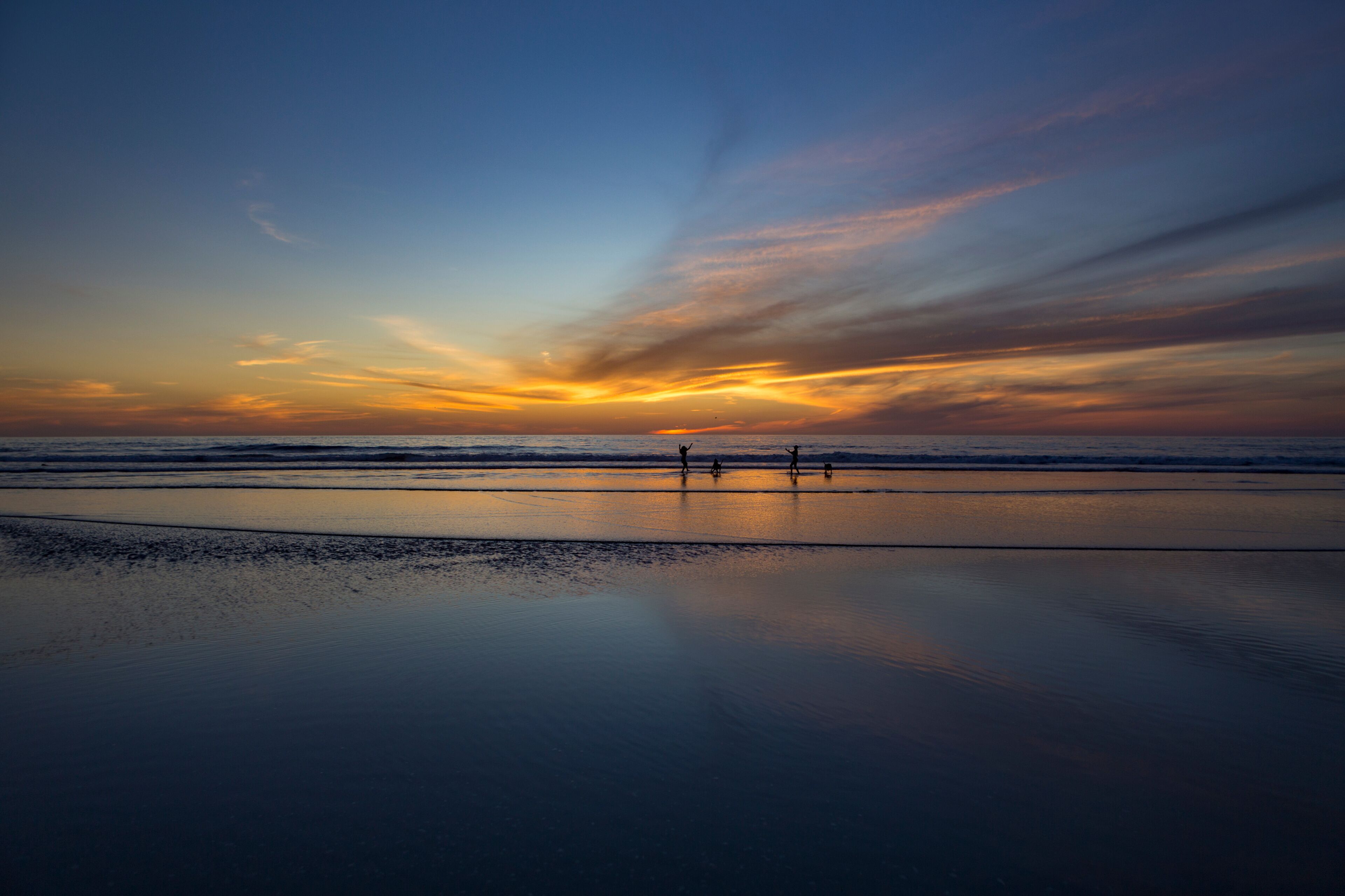 Playing with Dogs in Ocean at Sunset in Del Mar, California