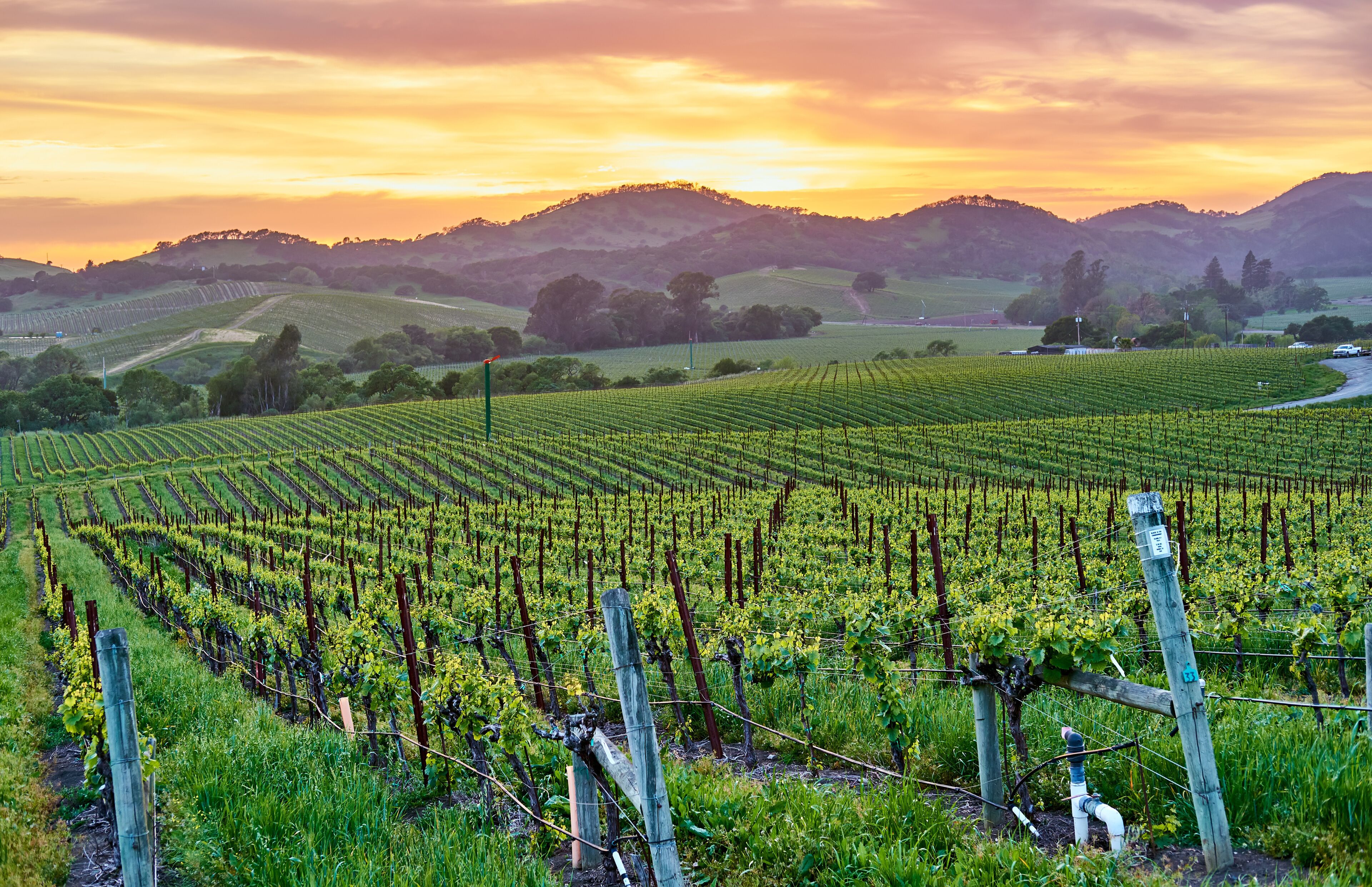 Vineyards at sunset in California, USA