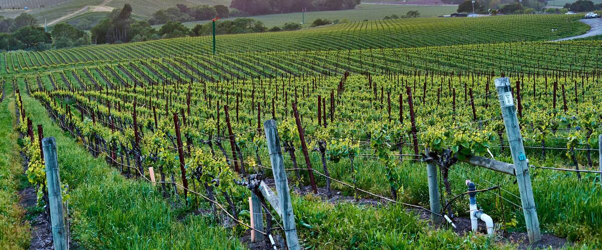 Vineyards at sunset in California, USA