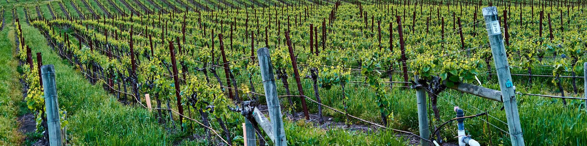 Vineyards at sunset in California, USA