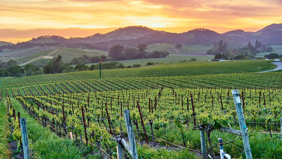 Vineyards at sunset in California, USA