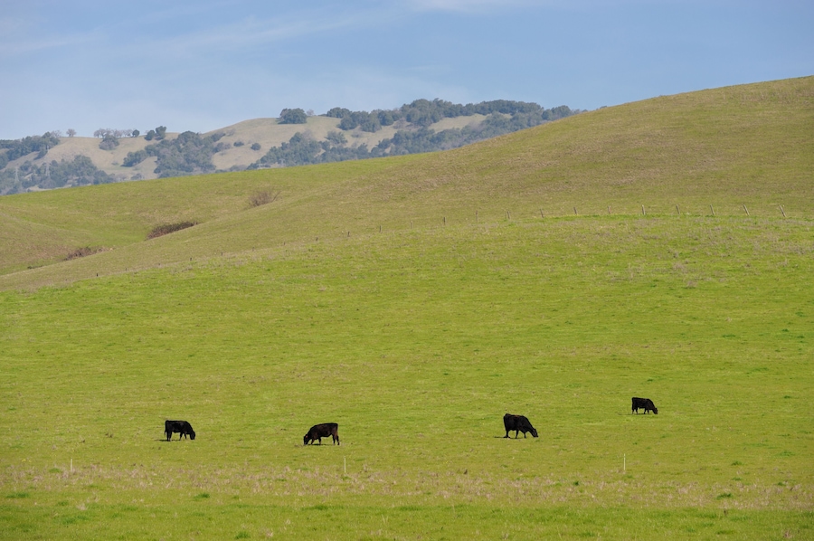 Cattle grazing on a hill in wine country outside of Rohnert Park, California