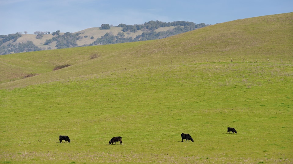 A green field with four cows grazing.