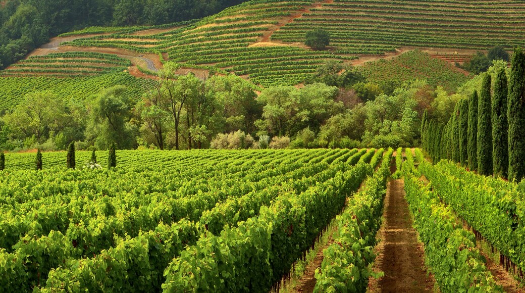 Vineyards of wine country in early morning light