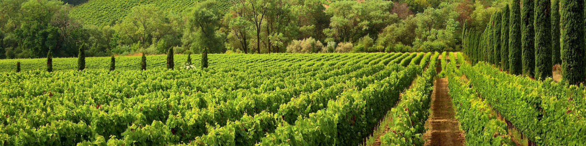 Vineyards of wine country in early morning light