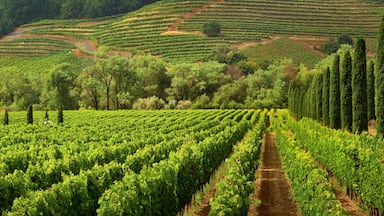 Vineyards of wine country in early morning light