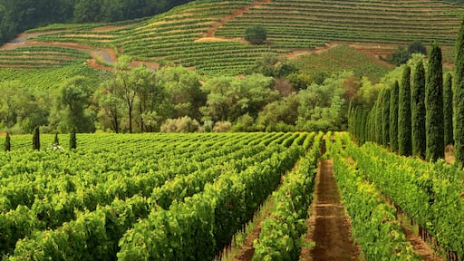 Vineyards of wine country in early morning light