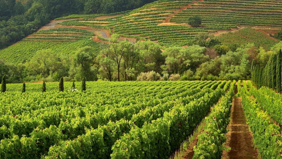 A vineyard with rows of grapevines and a hilly landscape in the background.