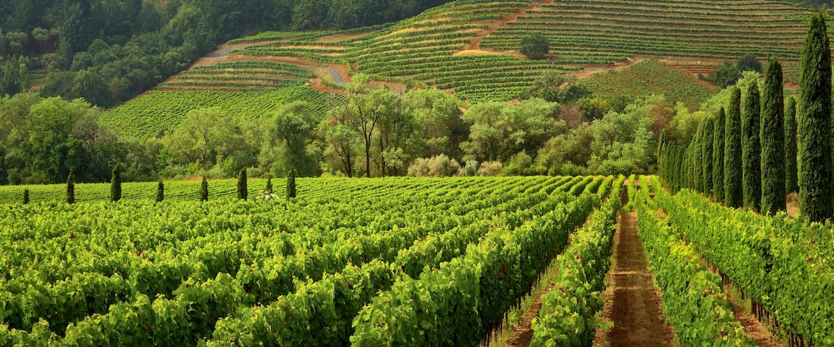A vineyard with rows of grapevines and a hilly landscape in the background.