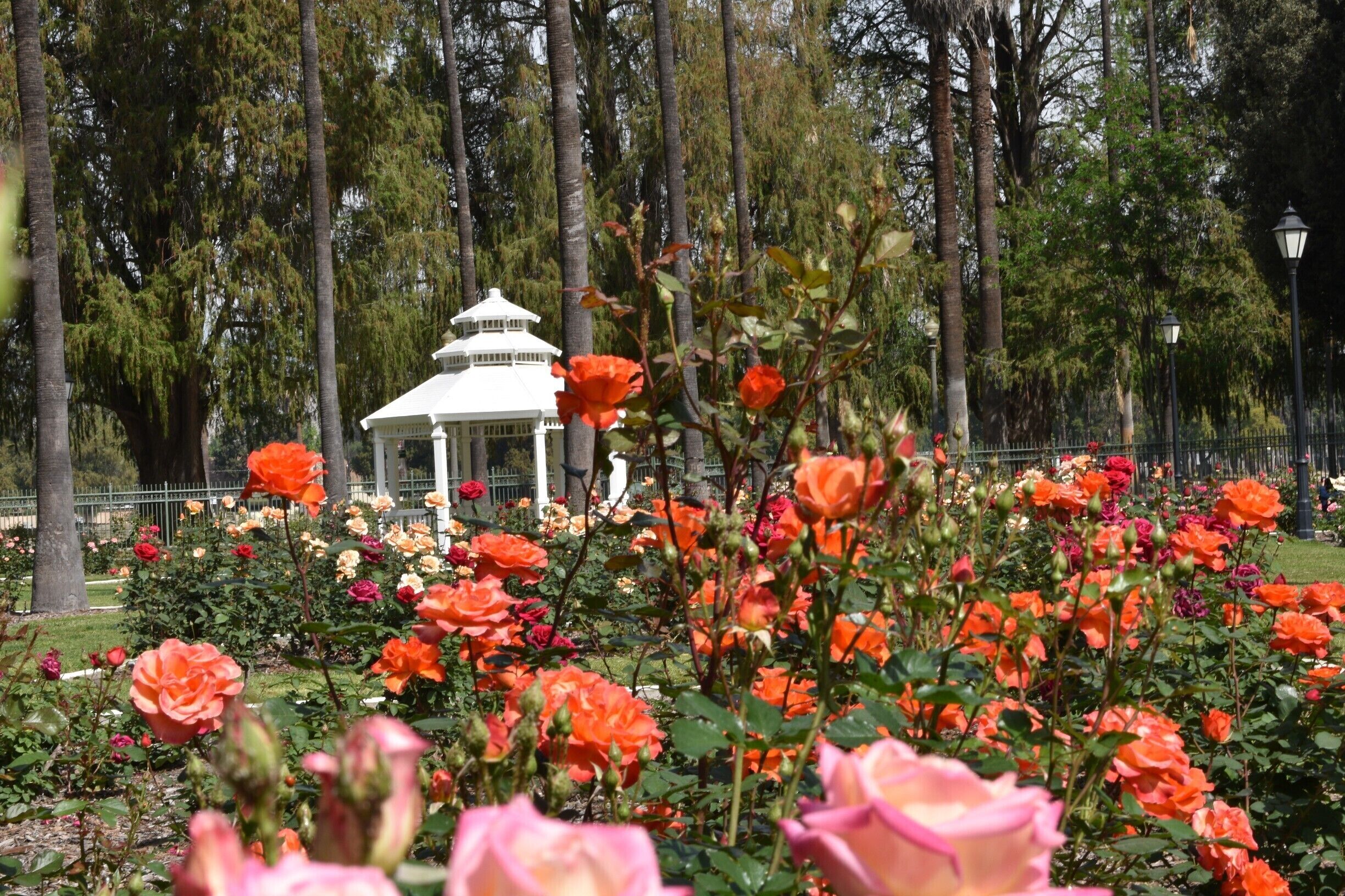 roses over  looking gazebo 