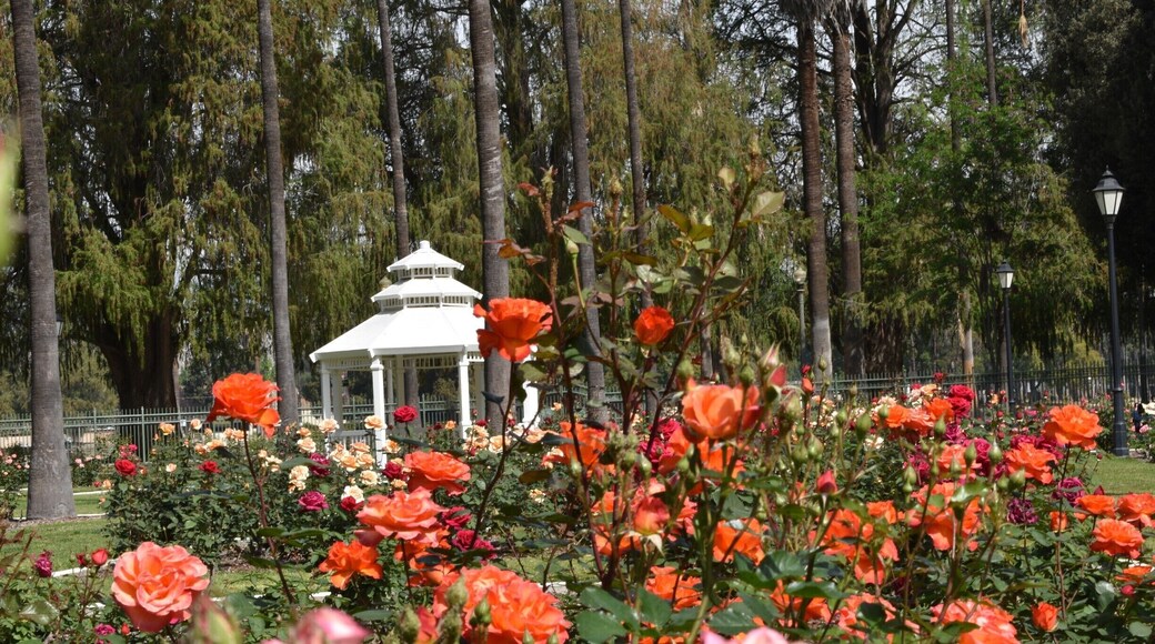 roses over looking gazebo