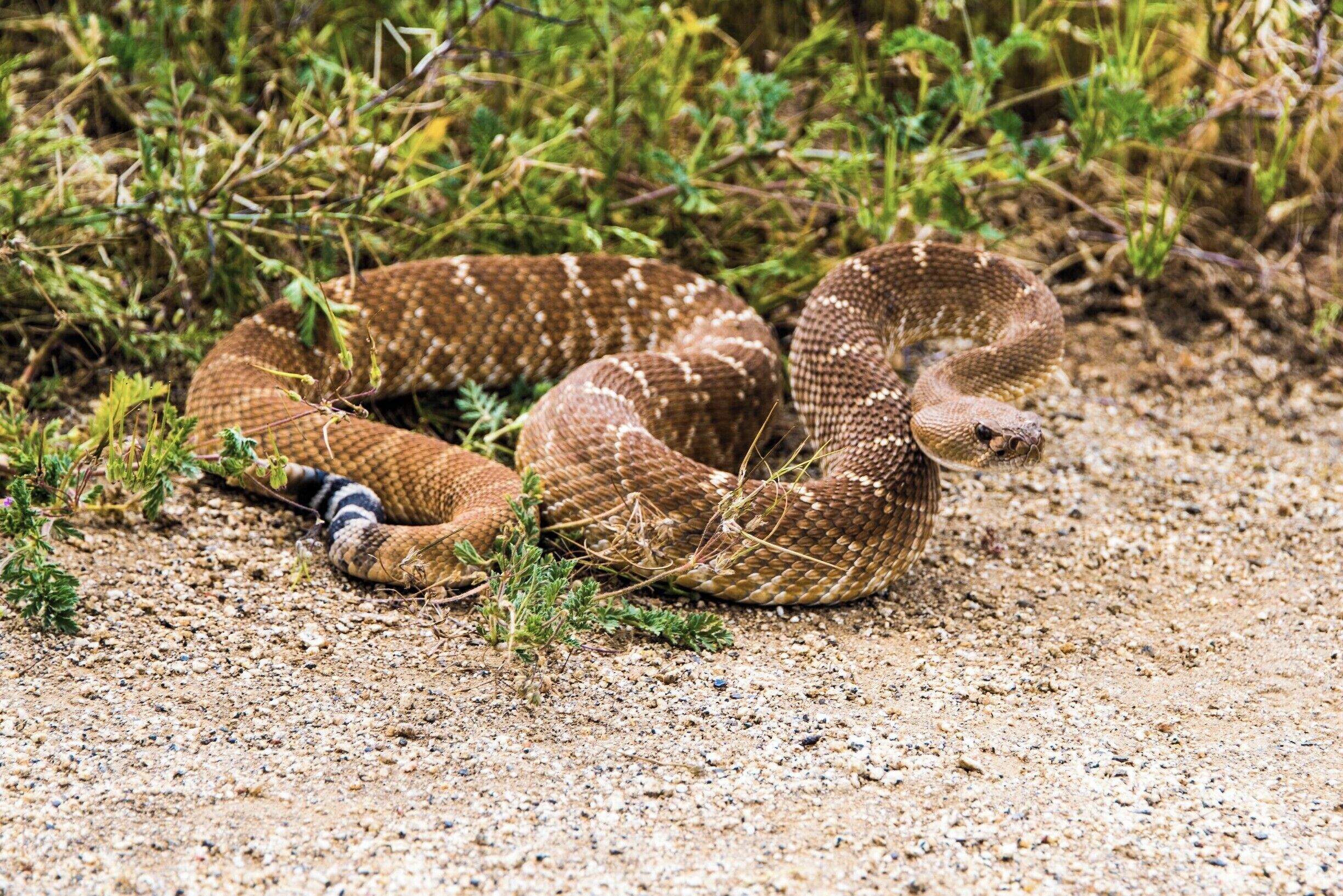Rattler along one of the many available trails.
