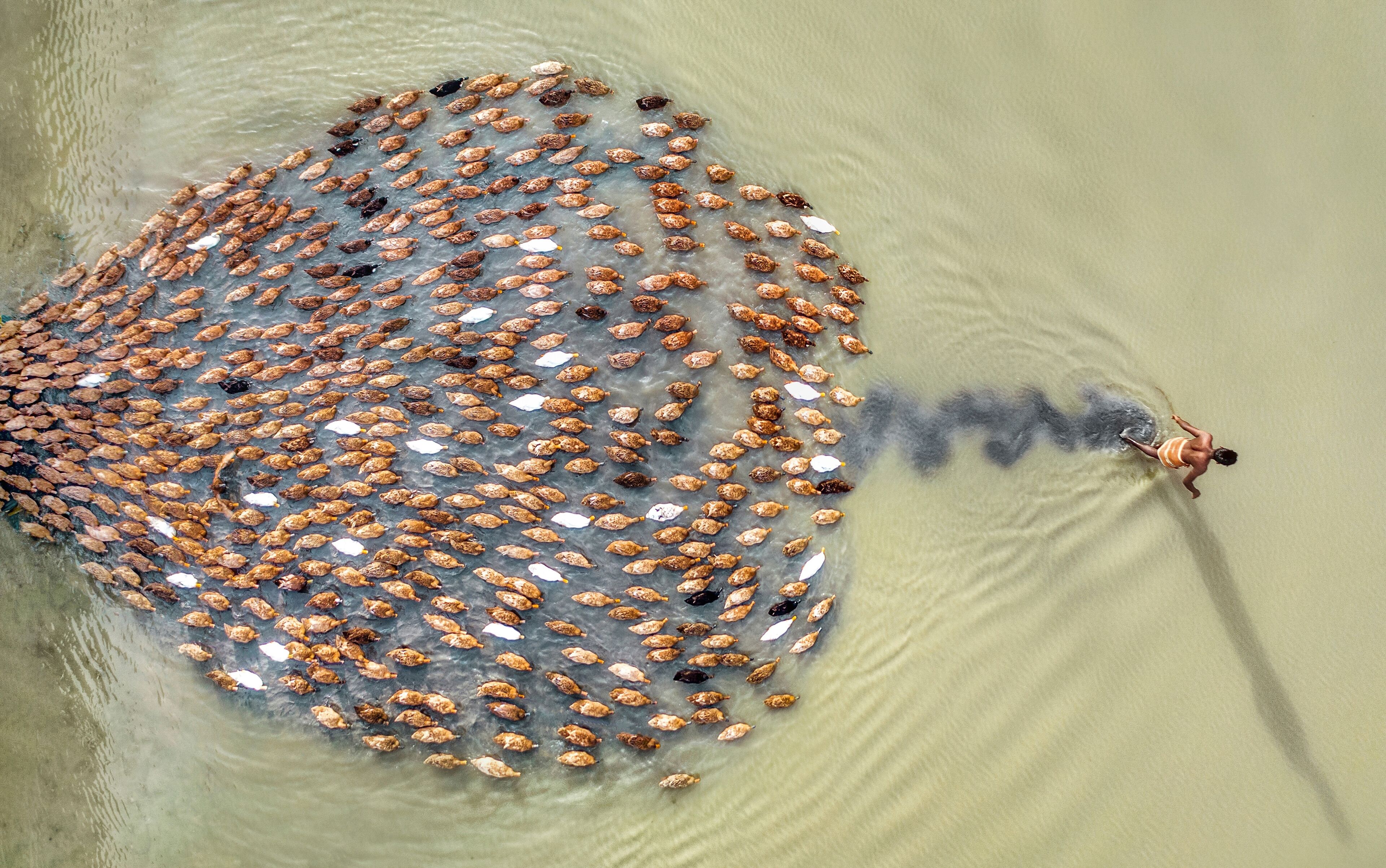 Aerial view of ducks farming in a beautiful rural setting with a flock of ducks on clear water, Ghuridaha, Saghata, Rangpur, Bangladesh.