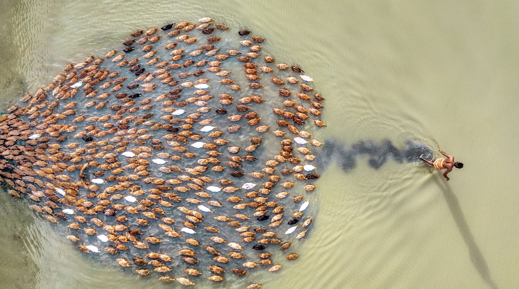 Aerial view of ducks farming in a beautiful rural setting with a flock of ducks on clear water, Ghuridaha, Saghata, Rangpur, Bangladesh.