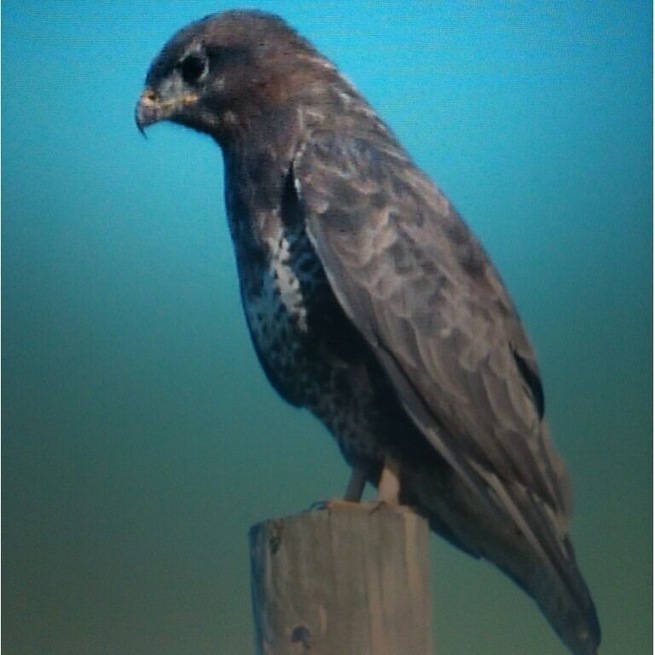 #isleofbute #bird #buzzard