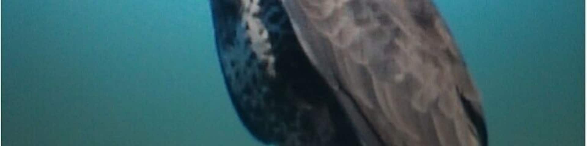 #isleofbute #bird #buzzard