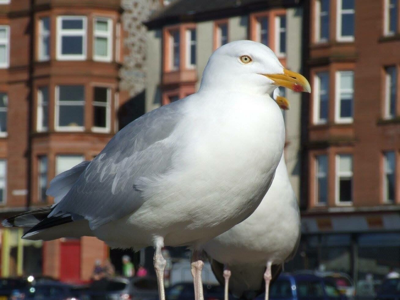 Trying to steal my chips !!