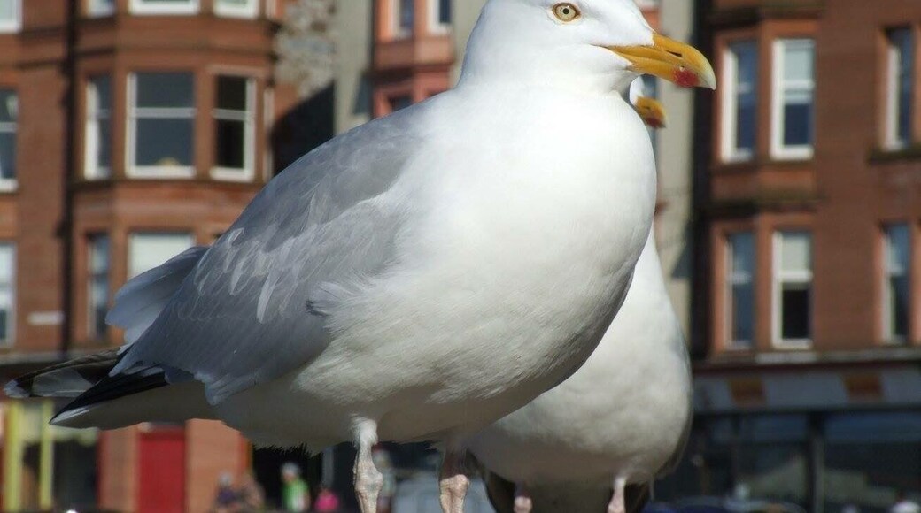 Trying to steal my chips !!