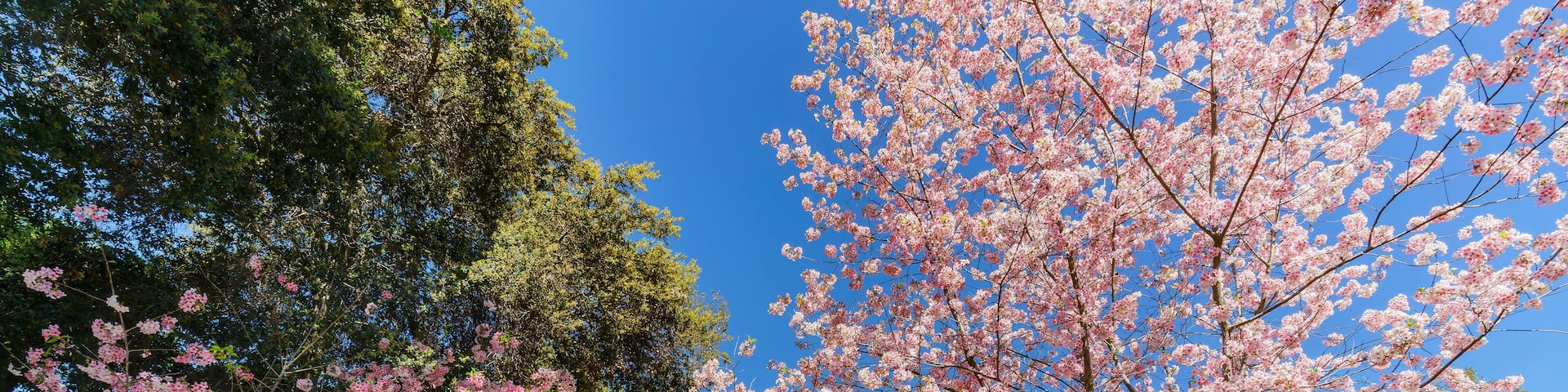 A park with cherry blossom trees and a clear blue sky.