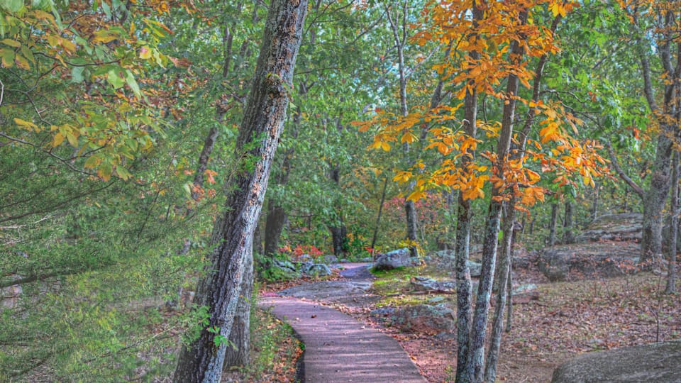 A forest path with autumn foliage, surrounded by trees and rocks.
