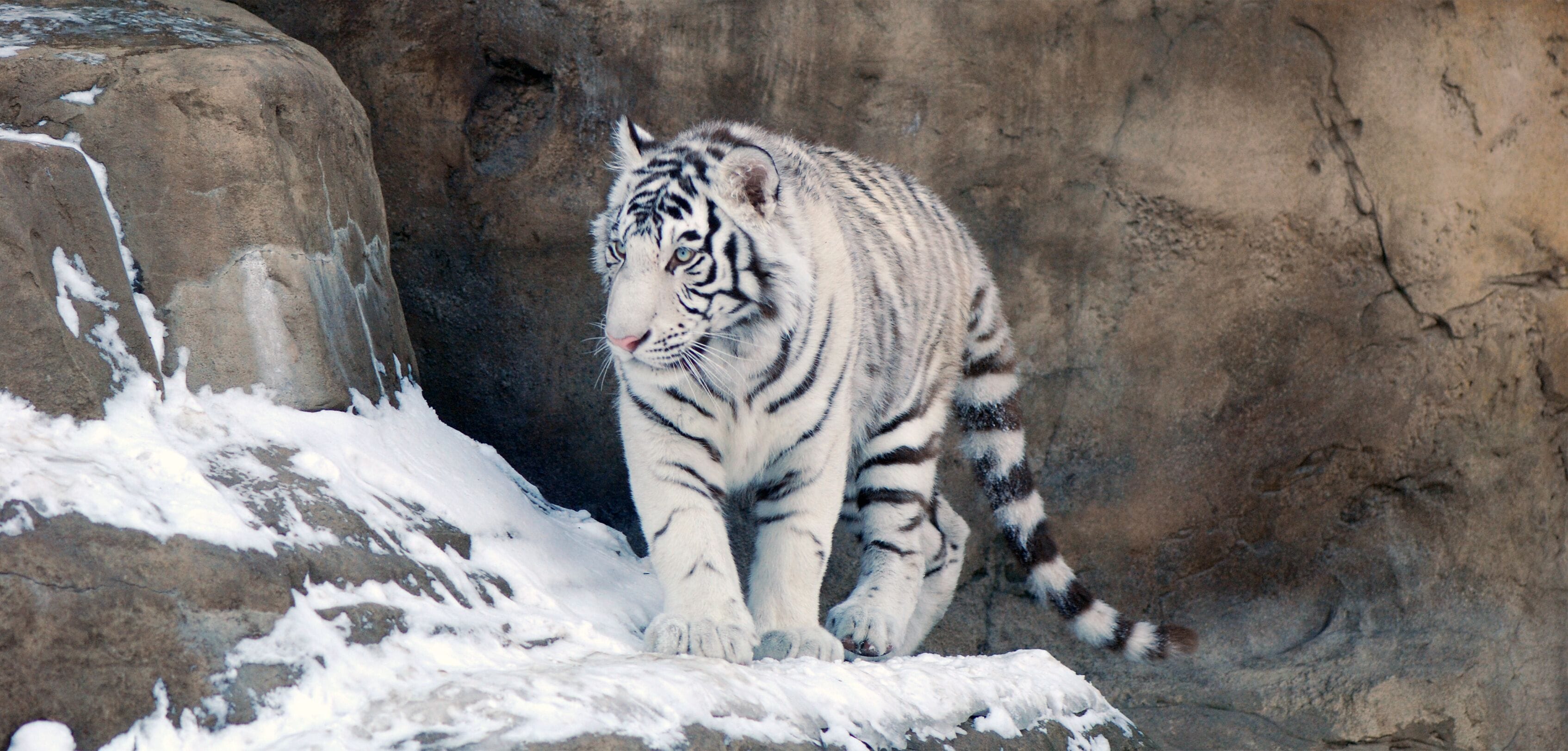 White tiger