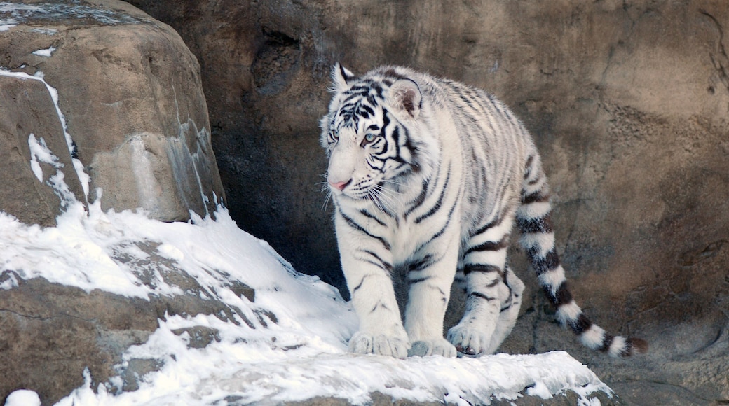 White tiger