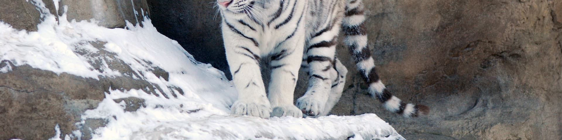 A white tiger walking on snow-covered ground.