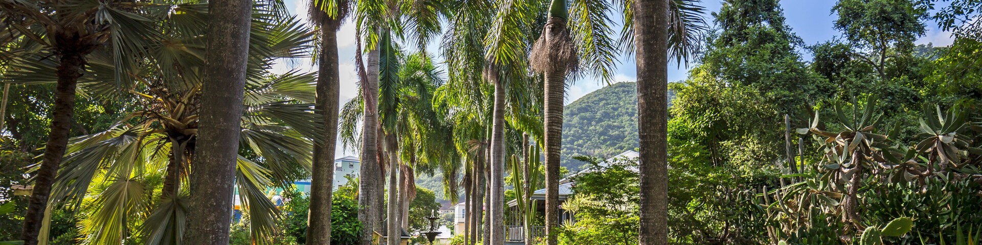 Un sendero bordeado de palmeras que conduce a una fuente en un jardín tropical.
