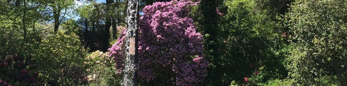 A close up view of the Flume with a giant Rhododendron as backdrop. Picture perfect day on Cape Cod.