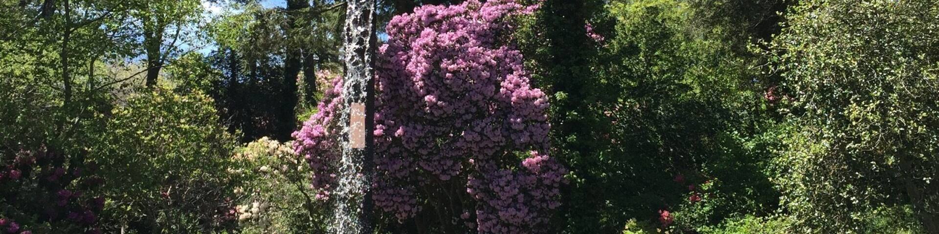 A close up view of the Flume with a giant Rhododendron as backdrop. Picture perfect day on Cape Cod.