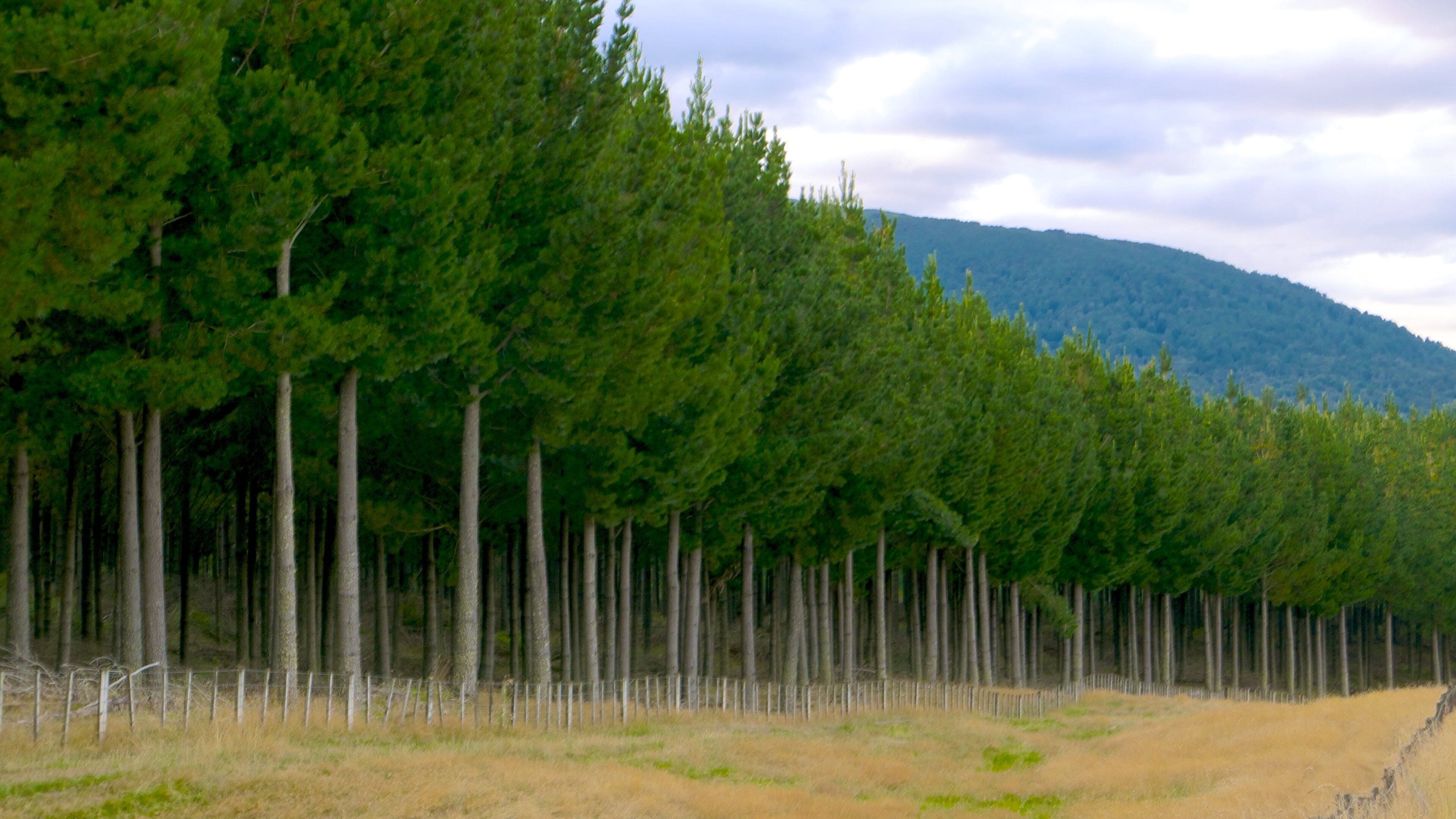 Turangi which includes tranquil scenes and forests